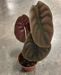 4" Alocasia Cuprea Red Secret (Sale)